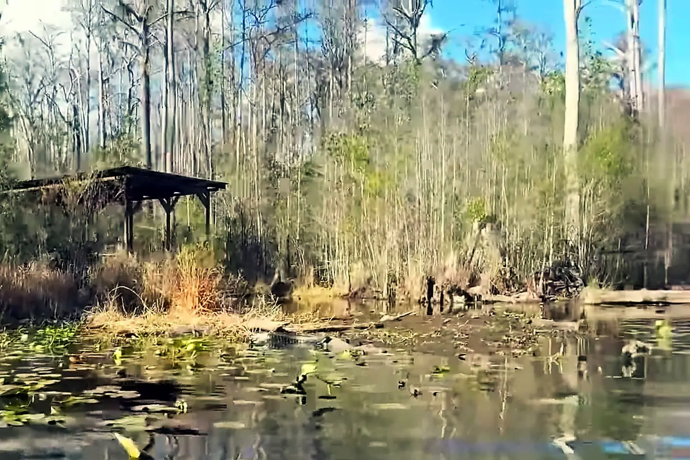 Okefenokee Swamp